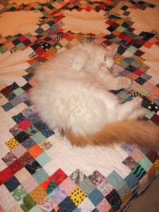 TongTong on college quilt