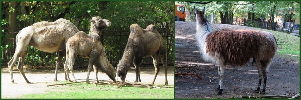 Rostock Zoo Camel and Llama