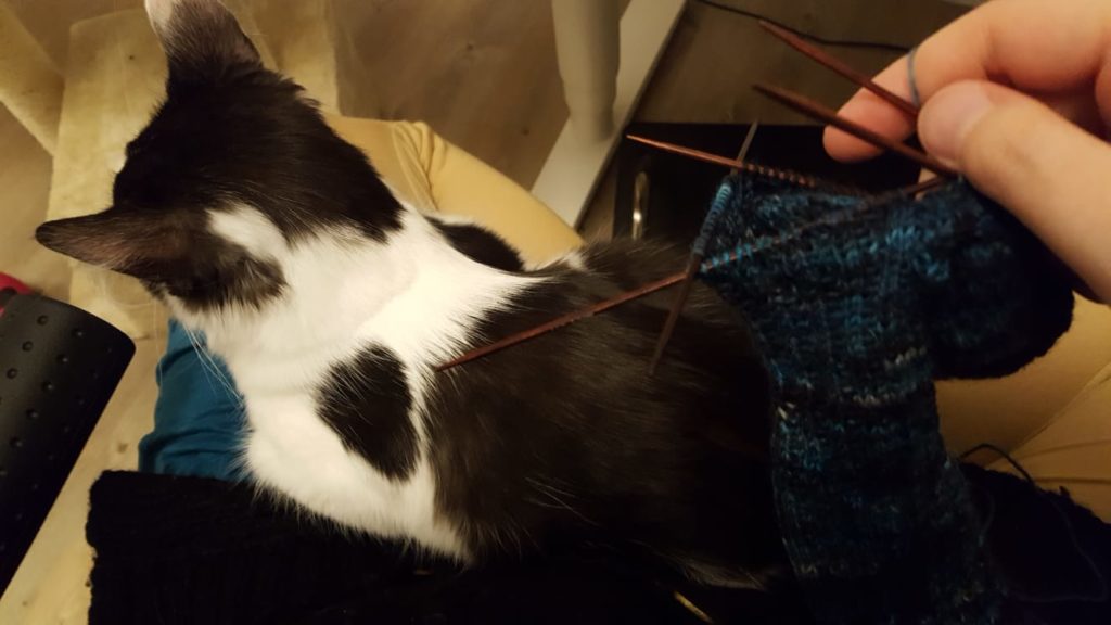 Knitting with kitten